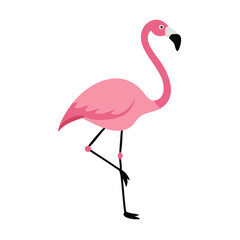 Flamingo: The Elegant Pink Wader