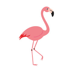 Flamingo: The Elegant Pink Wader