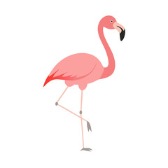 Flamingo: The Elegant Pink Wader