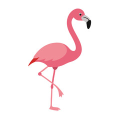 Flamingo: The Elegant Pink Wader