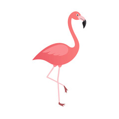 Flamingo: The Elegant Pink Wader