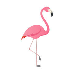Flamingo: The Elegant Pink Wader