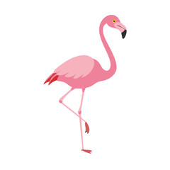 Flamingo: The Elegant Pink Wader