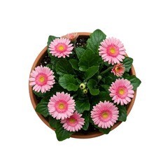 Obraz premium Aerial view of pink gerbera daisies in a brown terracotta pot top