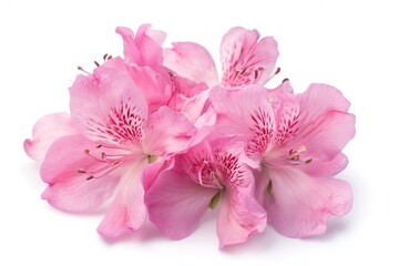 A vibrant arrangement of pink flowers showcasing delicate petals and intricate details