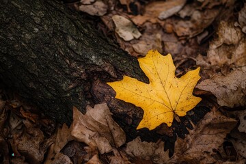 A vibrant yellow maple leaf resting on a dark tree trunk among fallen autumn leaves