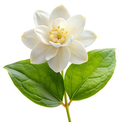 Obraz premium Photo of Arabian Jasmine flower, isolated on a white background, Jasmine