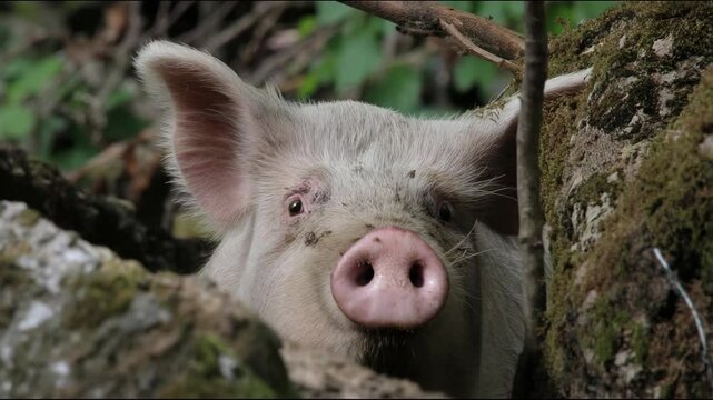 Curious domestic pig hiding among mossy tree trunks and green forest undergrowth, close up portrait of snout and face, animal behavior in natural environment