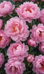 Fototapeta premium Abundant pink peonies, lush texture, soft focus background, spring, flowers