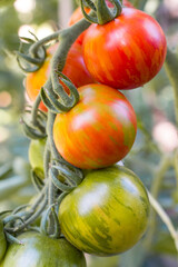 Ripening red tomatoes on a branch close up