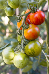 Ripening red tomatoes on a branch close up