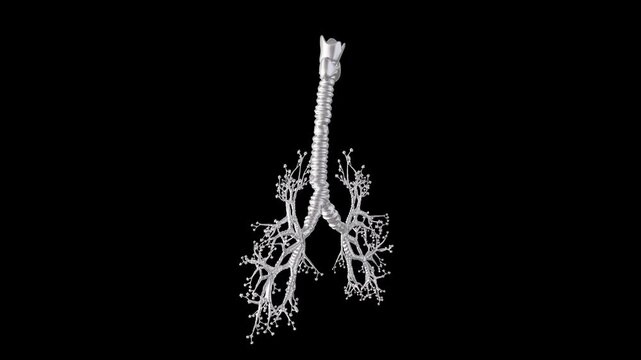 3D Model Display of Human Lung Structure