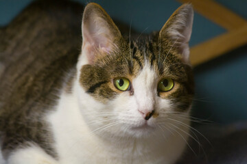 Portrait of a green-eyed cat resting