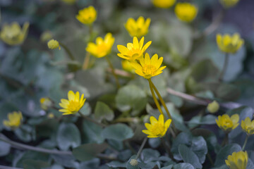 Ficaria verna bloom in the garden close up