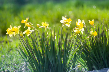 Daffodils bloom in the garden in spring