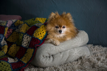 Small spitz dog under the covers