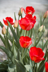 The blooming of red tulips in spring