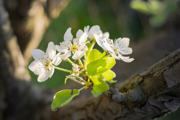 Pear blossoms in the garden close up