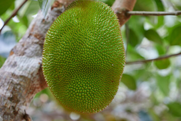 Close-up of unripe Jackfruit growing on tree