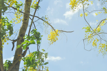 Golden shower , Cassia fistula or pudding pipe tree or Cassia fistula Linn and sky