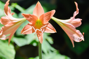 Hippeastrum puniceum , Barbados lily or AMARYLLIDACEAE