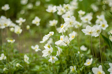 White spring flowers blooming in the garden