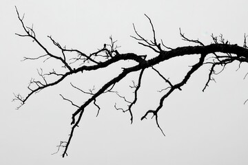 Obraz premium Bare tree branch silhouette against a foggy background, conveying a sense of solitude