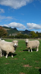 Fototapeta premium New Zealand Farm