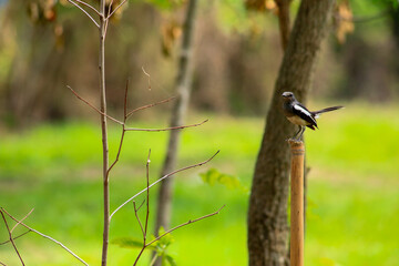 A bird is looking for prey in a tree.