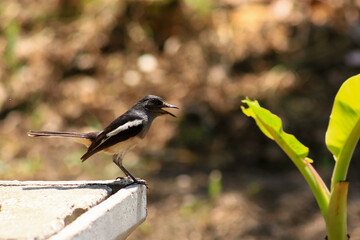 A bird is looking for prey in a tree.