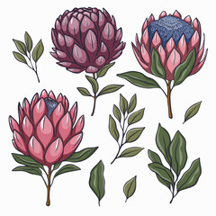 Vector illustration of protea flowers and leaves. Includes blooming pink and purple protea heads with green stems and foliage. Hand-drawn in a clean and elegant style.
