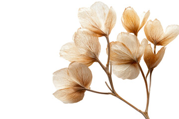 Elegant beige dried flowers with delicate translucent petals and slender stems perfect for interior decor arrangements and botanical art backgrounds