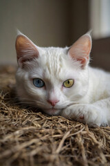 Image is a portrait-style photograph featuring a white cat with heterochromia, displaying one blue eye and one yellow eye.