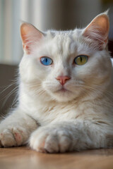 Image is a portrait-style photograph featuring a white cat with heterochromia, displaying one blue eye and one yellow eye.
