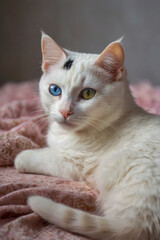 Image is a portrait-style photograph featuring a white cat with heterochromia, displaying one blue eye and one yellow eye.