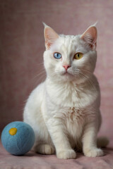 Image is a portrait-style photograph featuring a white cat with heterochromia, displaying one blue eye and one yellow eye.