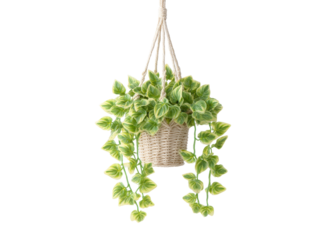Hanging plant with variegated green and white leaves in a woven basket with macrame hanger, isolated on transparent background. Houseplant, decor, nature.