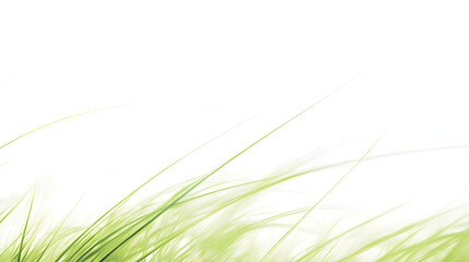 green grass background
