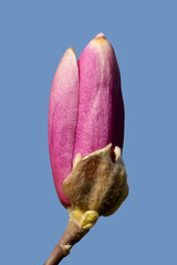 Magnolia liliiflora. Royal Purple Magnolia. A deciduous Shrub