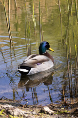 The mallard. Wild duck. Male
