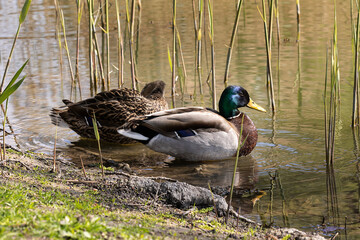 The mallard. Wild duck. Male and Female