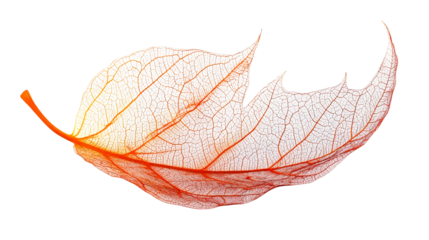 Dried leaf featuring intricate vein structure, cut out transparent