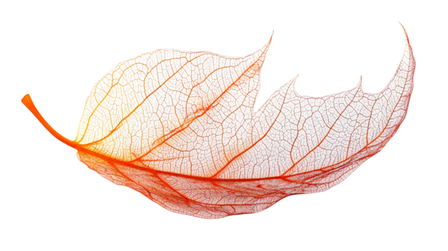 Dried leaf featuring intricate vein structure, cut out transparent