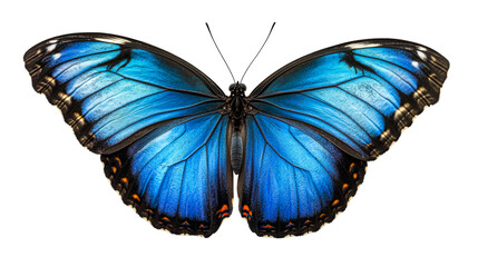 Fototapeta premium Vibrant blue butterfly wings, full frame detailed view, cut out transparent