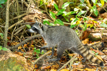 Crab raccoon ( Procyon cancrivorus), foraging for food in Cahuita National Park, Costa Rica