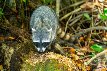 Crab raccoon ( Procyon cancrivorus), foraging for food in Cahuita National Park, Costa Rica © Carlos