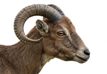 close up photo of goat head with plain white background