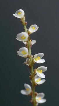 Bladderwort plant stem shows a vertical line of delicate white flowers with bright yellow stamens in a close-up shot