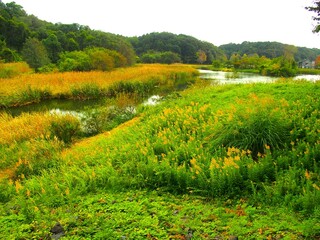 秋の朝の「21世紀の森と広場」の森と湿地のある鳥獣保護区風景