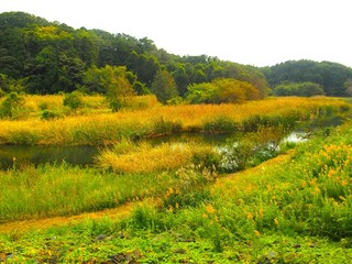 秋の朝の「21世紀の森と広場」の森と湿地のある鳥獣保護区風景